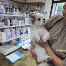 멍이의 품격 이미지