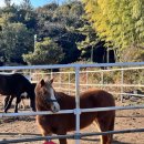 대한목장 이미지