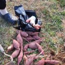 농업회사법인 청사초롱마을 주식회사 이미지