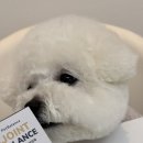 꼬미펫 | 나이 든 꼬미도 쌩쌩! 펫밸런스 조인트밸런스 반려견 관절영양제 솔직 후기