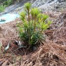 금송농장 이미지