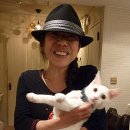 고양이 미용실 이미지