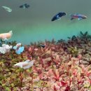 VIP아쿠아카페 이미지