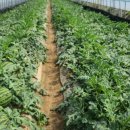 민이농장 이미지