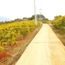 유 농원 이미지