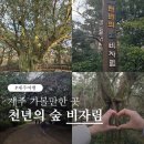 우천 공중화장실 | 제주 비자림 비오는날 가볼만한곳 입장료 무료 꿀팁