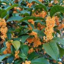 영암군청 이미지