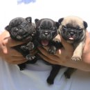 ZANYCAMP(재니캠프) 이미지