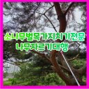 소나무벌목가지치기전문 나무자르기대행