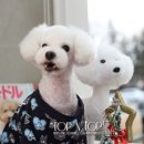 하쿠애견샵 이미지