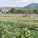 평리농촌체험휴양마을 | [경상남도 밀양시] 평리산대추마을