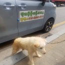 가자 펫 택시 이미지