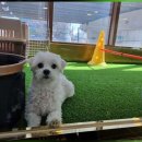 두두펫케어 이미지