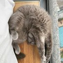 냥이 많은 식탁 이미지