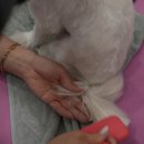 거북애견 이미지