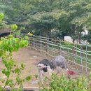 고창타조농장 이미지