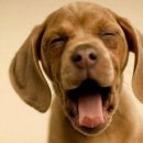 웃으면복이와요 이미지