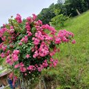 안젤라농장 이미지