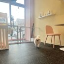 비비펫 살롱 이미지