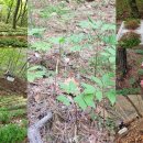 강림면351 이미지