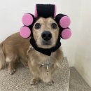 도기크루 이미지