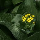 하영올레 1코스 이미지