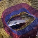 삼미낚시터 이미지