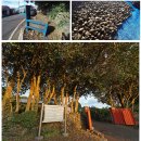 멍그루 | [제주쌍둥이네] 올레 5코스 정보, 동백향을 품은 길 : Jeju Olle Trail 5 Guide