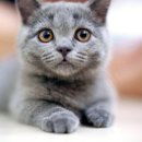 스핑크스의 숲 이미지