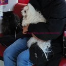 애드펫동물병원 이미지