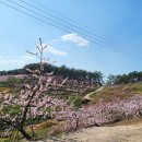 금잔디농원 이미지