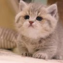 라온캣 잠실고양이분양 이미지