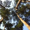 허난설헌생가터 이미지