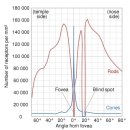 아마의 맹점 이미지