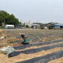 [거거프로젝트] 고구마심기 작업 잘마쳤습니다(2026.05.02토) 이미지