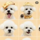 구미산동 애견미용 눈부시개 이미지