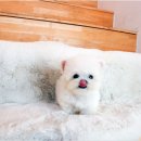 야옹아 멍멍해봐 강아지고양이 평택점 이미지