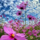 석곡돼지한마리 이미지