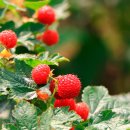 산딸기 이미지
