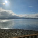 벌떡새우 이미지