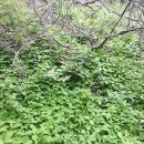 덩쿨농장 이미지