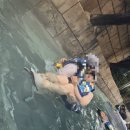 상우슈퍼 | [용인] 너, 내 동료가 되어라! 원피스 테마, &lt;캐리비안베이&gt;