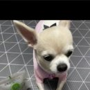 신천동물병원 이미지