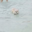 으르렁애견카페 | [안산 애견카페] 강아지 수영장 있는 으르렁파크 재방문 후기! 떡볶이+포장 먹방까지🍽