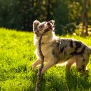 로얄도그 이미지