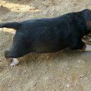 추장민박 이미지