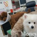 러브펫멀티펫샵 이미지