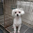 내사랑똥강아지 이미지