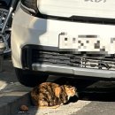 (주)해피스팟서초지점 | 주말4 (쉑쉑/파티쉐리소나_마곡/로라스블랑_더현대/소금집/포비베이글_고터/코엑스/결혼식/브로트아트...