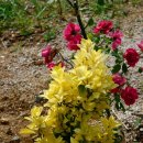 장군마을길 이미지